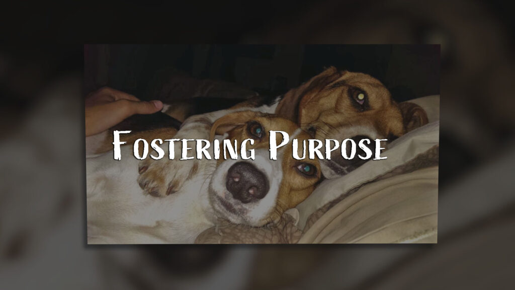 Fostering Purpose Petumentaries by River Fire Films