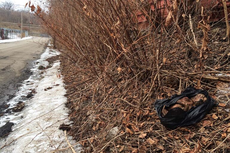 Dead dog found in a garbage bag on W.30th Street and Train Avenue on March 9, 2014