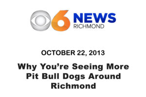 Why You're Seeing More Pit Bull Dogs Around Richmond