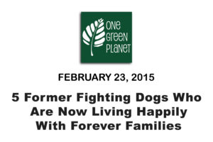 5 Former Fighting Dogs Who Are Now Living Happily With Forever Families