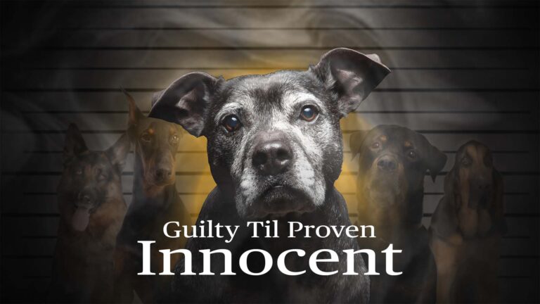 Guilty Til Proven Innocent documentary film about pit bull dogs and breed specific legislation