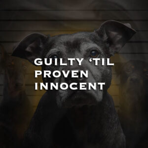 Guilty Til Proven Innocent - A documentary film about breed specific legislation